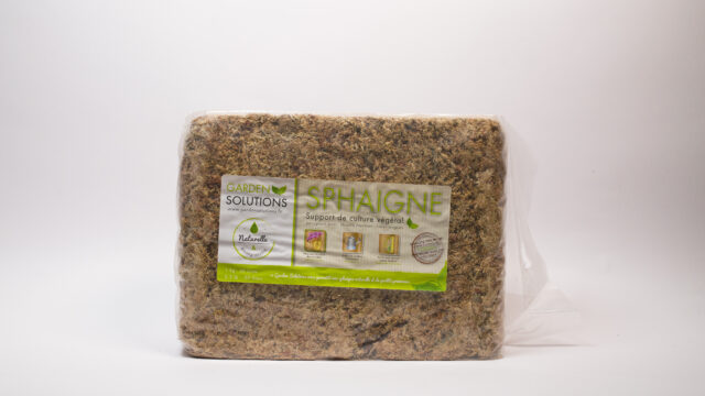 Sphaigne