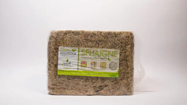 Sphaigne