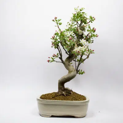 Pommier