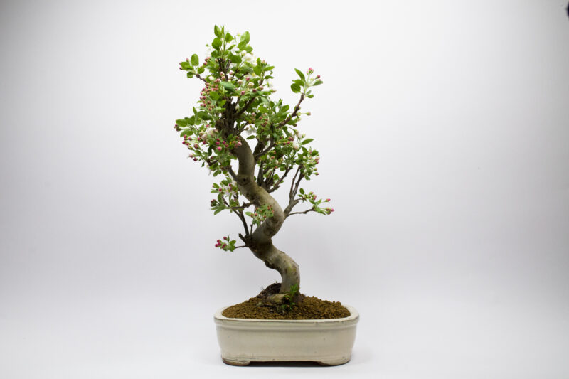 Bonsaï Pommier Sauvage / Malus Sylvestris – Image 2