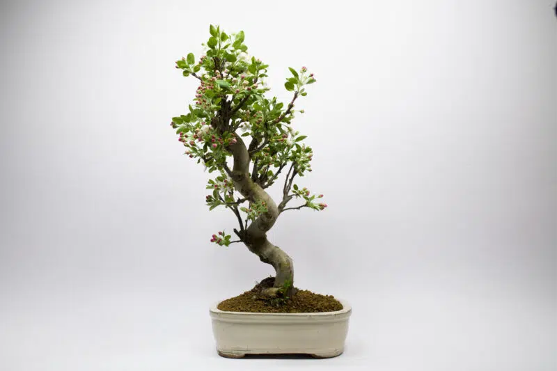 Bonsaï Pommier Sauvage / Malus Sylvestris – Image 2