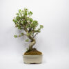 Bonsaï Pommier Sauvage / Malus Sylvestris – Image 3