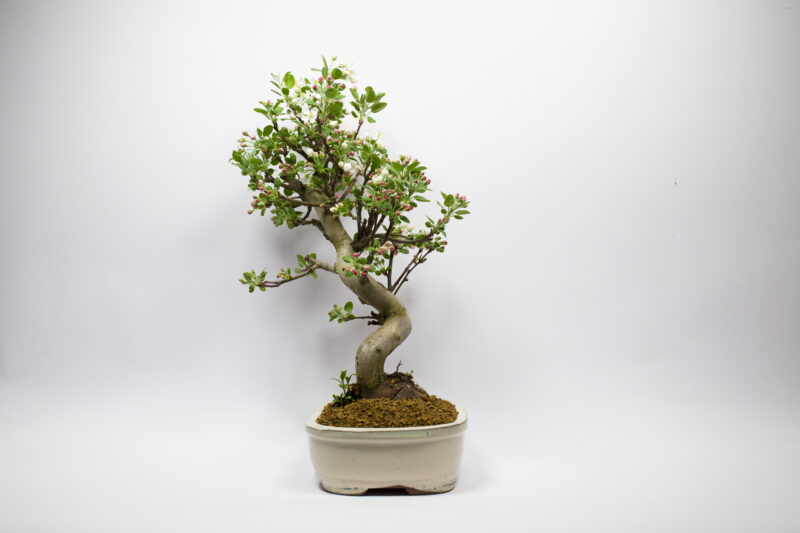 Bonsaï Pommier Sauvage / Malus Sylvestris – Image 3