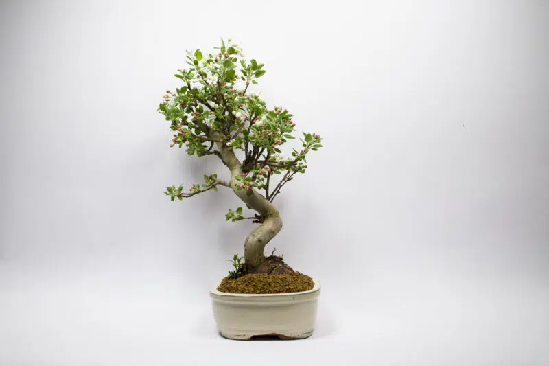 Bonsaï Pommier Sauvage / Malus Sylvestris – Image 3
