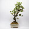 Bonsaï Pommier Sauvage / Malus Sylvestris – Image 4