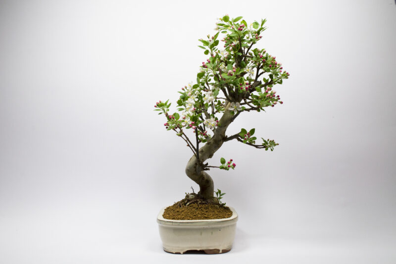 Bonsaï Pommier Sauvage / Malus Sylvestris – Image 4