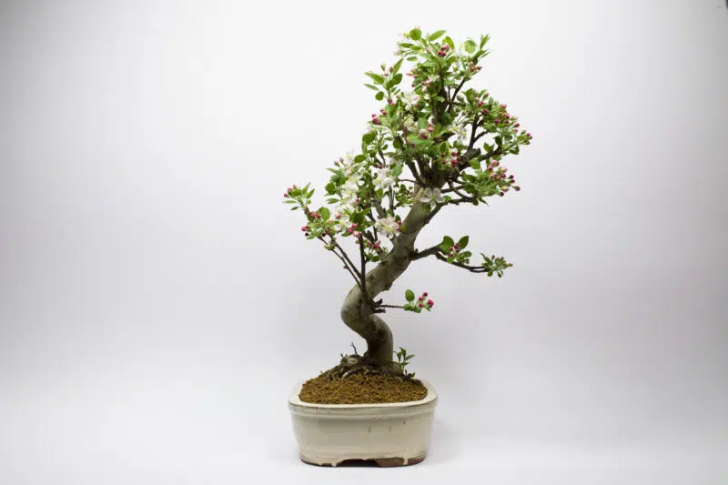 Bonsaï Pommier Sauvage / Malus Sylvestris – Image 4