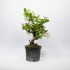 Prebonsai Wilde Appelboom / Malus Sylvestris - Afbeelding 2