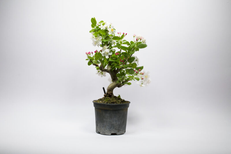 Prebonsaï Pommier Sauvage / Malus Sylvestris – Image 2