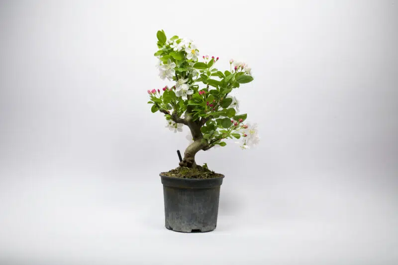 Prebonsaï Pommier Sauvage / Malus Sylvestris – Image 2
