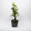 Prebonsai Wilde Appelboom / Malus Sylvestris - Afbeelding 3