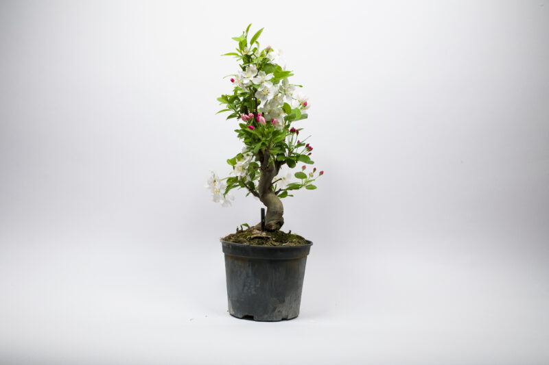 Prebonsaï Pommier Sauvage / Malus Sylvestris – Image 3