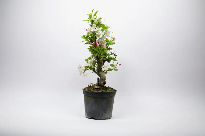 Prebonsaï Pommier Sauvage / Malus Sylvestris – Image 3