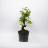 Prebonsai Wilde Appelboom / Malus Sylvestris - Afbeelding 4
