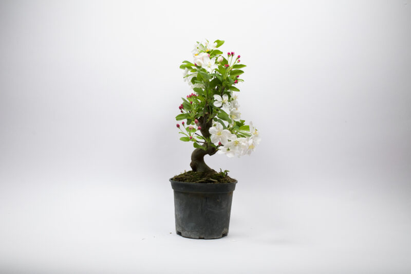 Prebonsaï Pommier Sauvage / Malus Sylvestris – Image 4