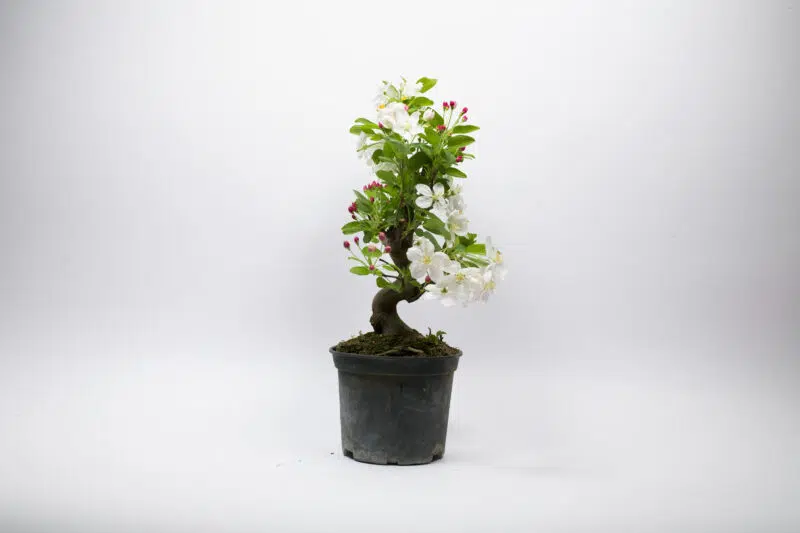 Prebonsaï Pommier Sauvage / Malus Sylvestris – Image 4