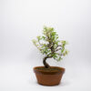 Bonsaï Cerisier de Sainte-Lucie / Prunus Mahaleb – Image 2