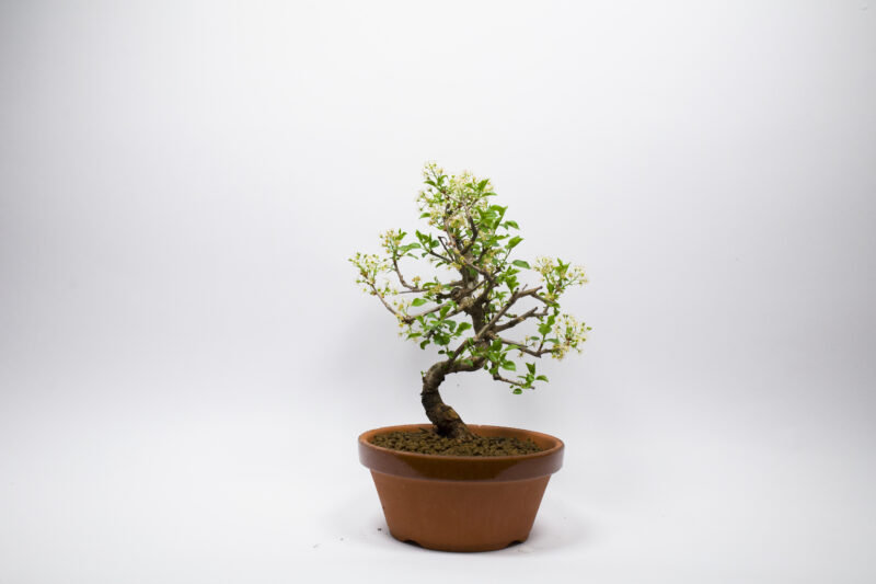 Bonsaï Cerisier de Sainte-Lucie / Prunus Mahaleb – Image 2