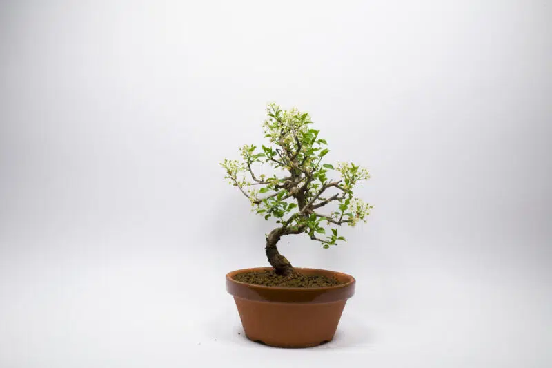 Bonsaï Cerisier de Sainte-Lucie / Prunus Mahaleb – Image 2