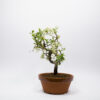 Bonsaï Cerisier de Sainte-Lucie / Prunus Mahaleb – Image 3