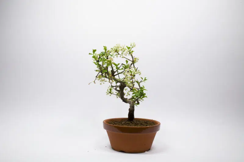 Bonsaï Cerisier de Sainte-Lucie / Prunus Mahaleb – Image 3