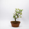 Bonsaï Cerisier de Sainte-Lucie / Prunus Mahaleb – Image 4