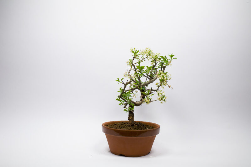 Bonsaï Cerisier de Sainte-Lucie / Prunus Mahaleb – Image 4