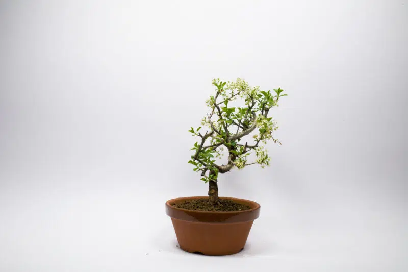 Bonsaï Cerisier de Sainte-Lucie / Prunus Mahaleb – Image 4
